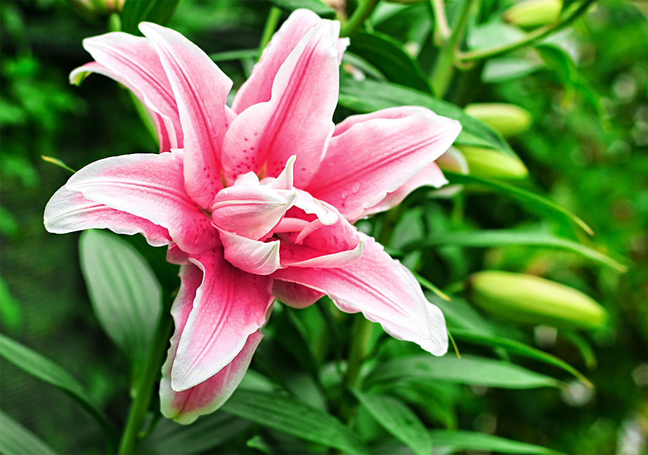 Découvrez la signification de la Fleur de Lys - Florajet Découvrez la signification de la Fleur de Lys - Florajet