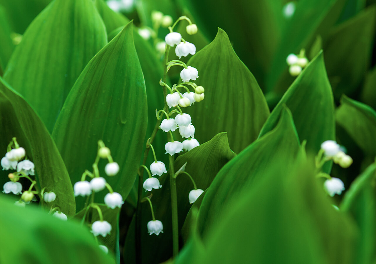 Quand et comment planter du muguet ? Quel sol pour le muguet — free download