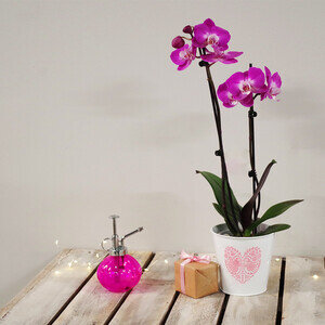 ORCHIDEE + PIC OURS